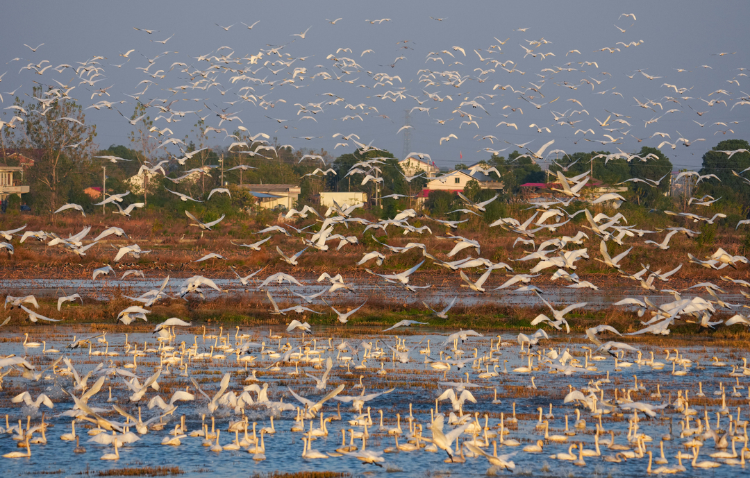 万羽候鸟引来20万游客!东古湖何以成为观鸟胜地